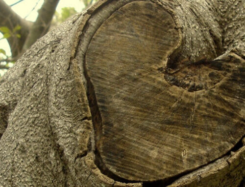 Grief Transforms Into Advocacy